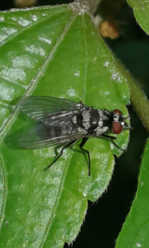 Muscidae: Limnophora obsignata